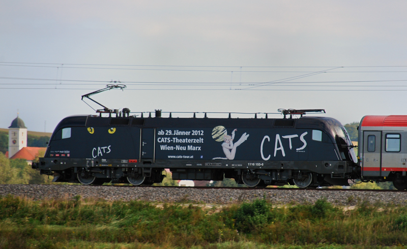 Die  Cats , 1116 153-6, gab sich am 16.09.11 auf der Strecke Ulm-Augsburg die Ehre! Dank an Helmut Dimitroff f�r den Tip, der mir zu dieser Aufnahme verhalf.