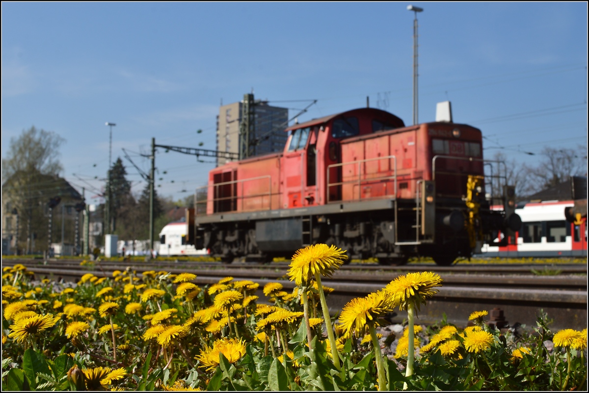 Abladen des Zirkus Knie in Konstanz. Löwenzahn im Fokus. April 2016.