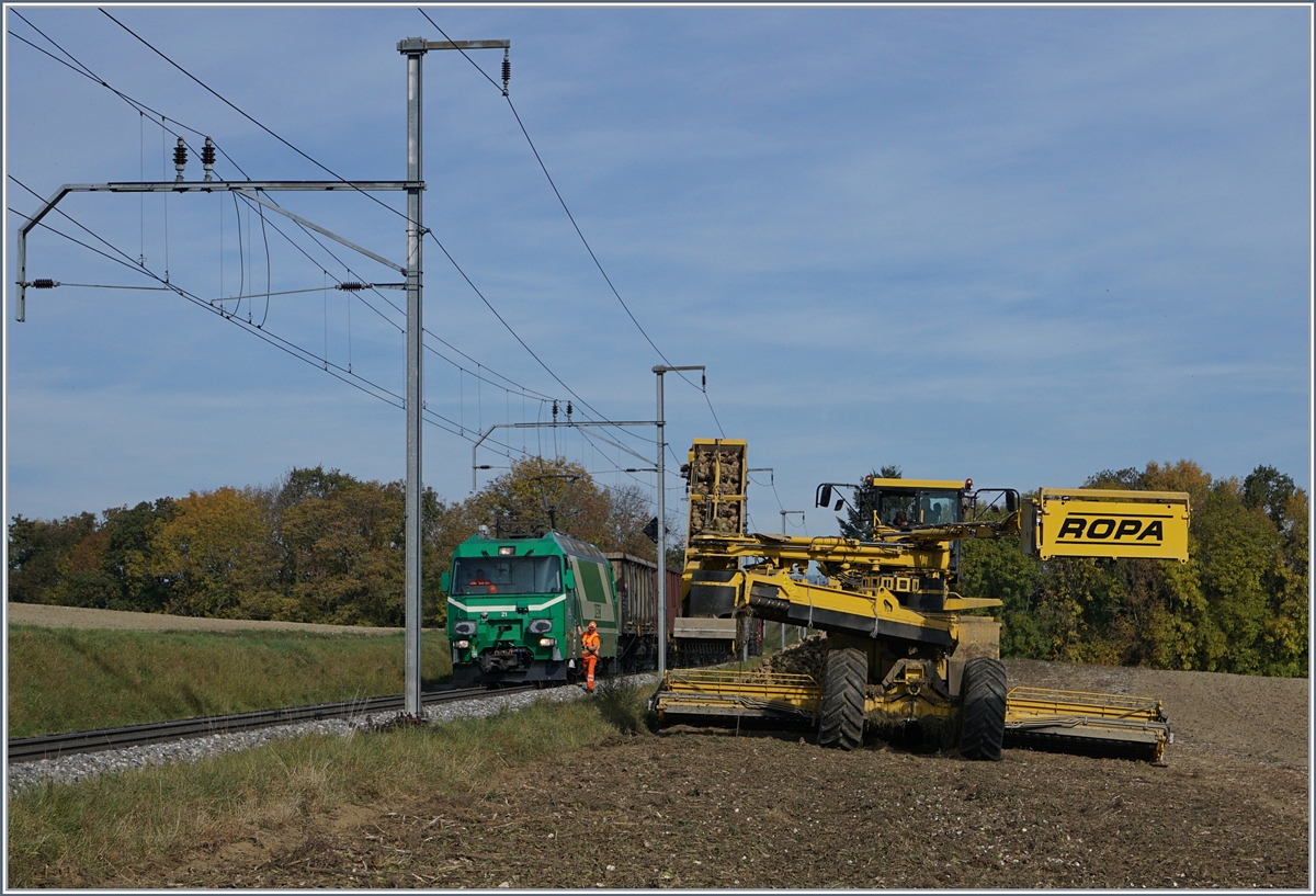 Auf offener Strecke werden bei Reverolle die Zuckerrüben verladen, der Reisezgverkehr wird in der Zwischenzeit im SEV abgewickelt. 
17. Okt. 2017