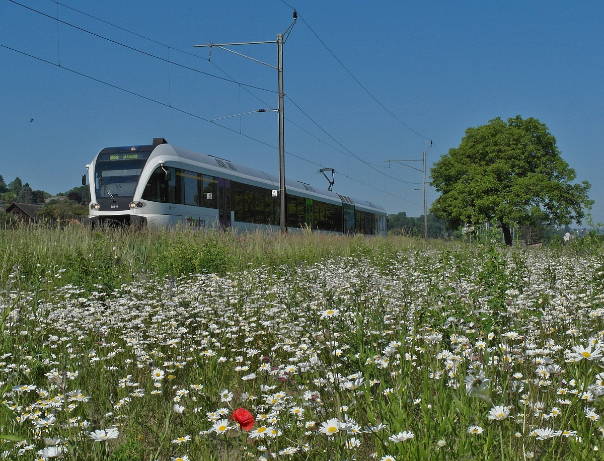 Blick �bers Margeritenfeld - Kurz nach der Abfahrt an der Haltestelle Triboltingen ist am 07.06.2014 von Schaffhausen kommend S8 23842 unterwegs nach St. Gallen.