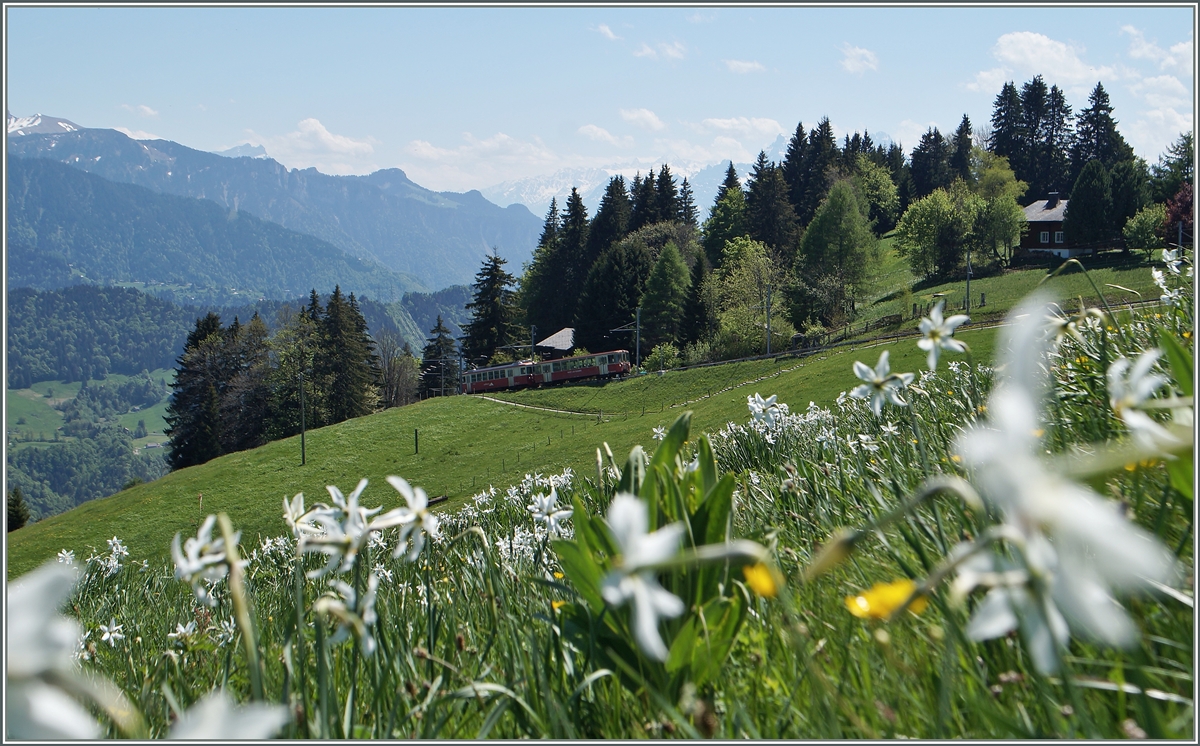Da die Narzissenfelder Jahr für Jahr kleiner werden ist es auch nicht mehr so einfach die CEV mit den Narzissen zu fotogarfieren. Ich wagte den Versuch auf Les Pleiades mit dem Talwärts fahrenden Zug 1386.
18. Mai 2015