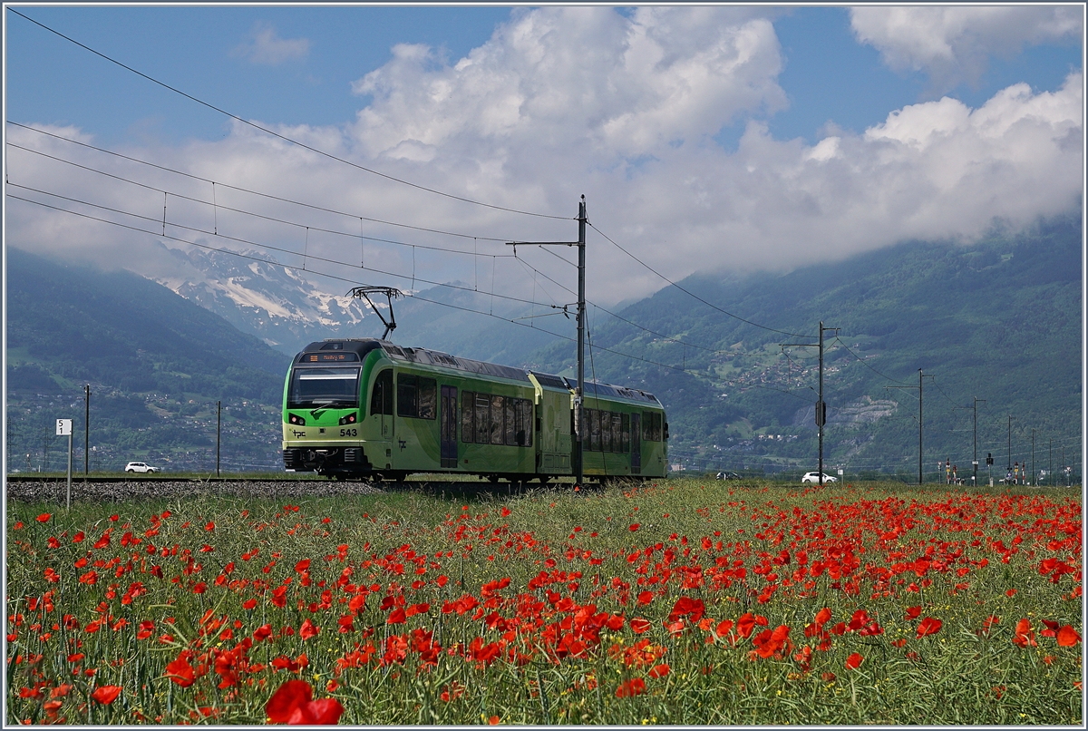 Der grüne TPC Beh 2/6 543 mitten in einem Mohnblumen- Meer  bei Vully.
24. Mai 2018