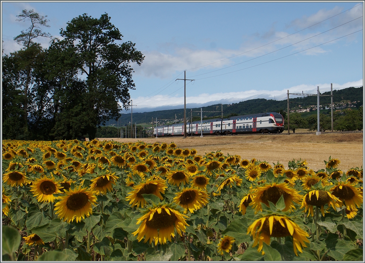 Ein SBB RABe 511 verkehrt als RE 3218 von Vevey nach Genève und konnt kuzr nach Allaman fotogariert werden.
8. Juli 2015