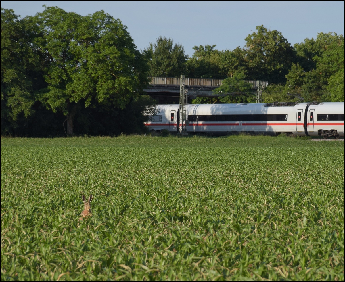 Fotografieren unter Aufsicht. Gegenspionage, den unsichtbareren Spion herangezoomt, während im Hintergrund 412 063 unbeirrt nach Basel fährt. Buggingen, Juni 2022.