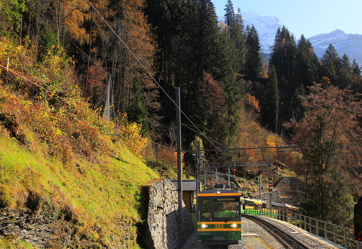 Für die Bildung von langen 8-Wagenzügen können die 3 neueren Gelenksteuerwagen 251-253 verwendet werden; 253 ist zum BDt umgebaut worden. Hier kommt BDt 253 in der Kreuzungsstation zwischen Lauterbrunnen und Wengen entgegen. 7.November 2020 