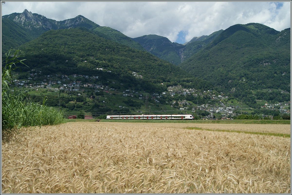 Gebirgig ist das Tessin, mit Ausnahme der Maggadino Ebene, welche hier ein TILO Flirt bei Riazzino durchquert. 21. Juni 2015