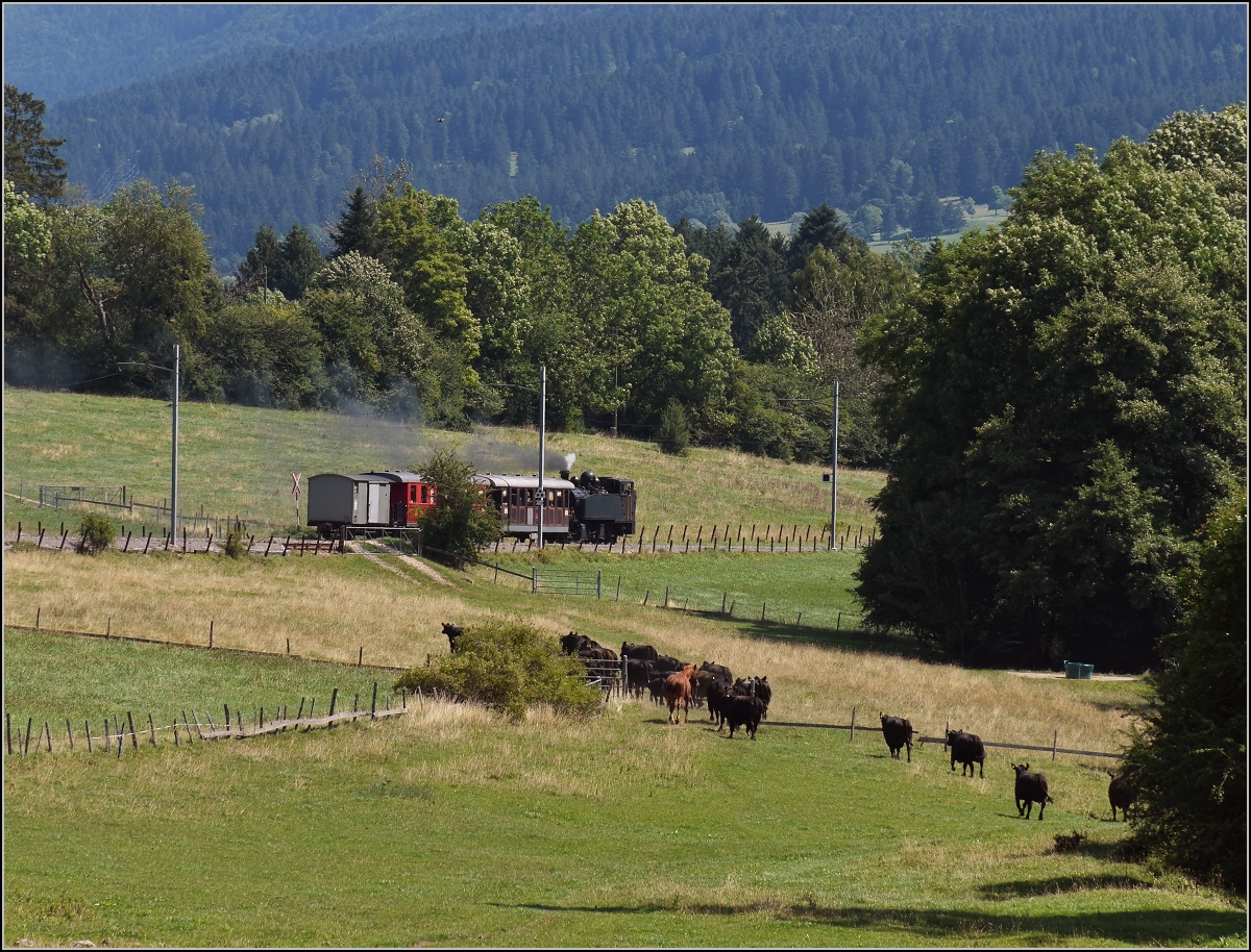 Mit der E 206 nach Tavannes. La Traction Sonderzug bei Pâturage de Sagnes. Die Rinderherde von Orange war nicht etwa auf der Flucht, sondern auf dem Weg zur genaueren Betrachtung. August 2019.