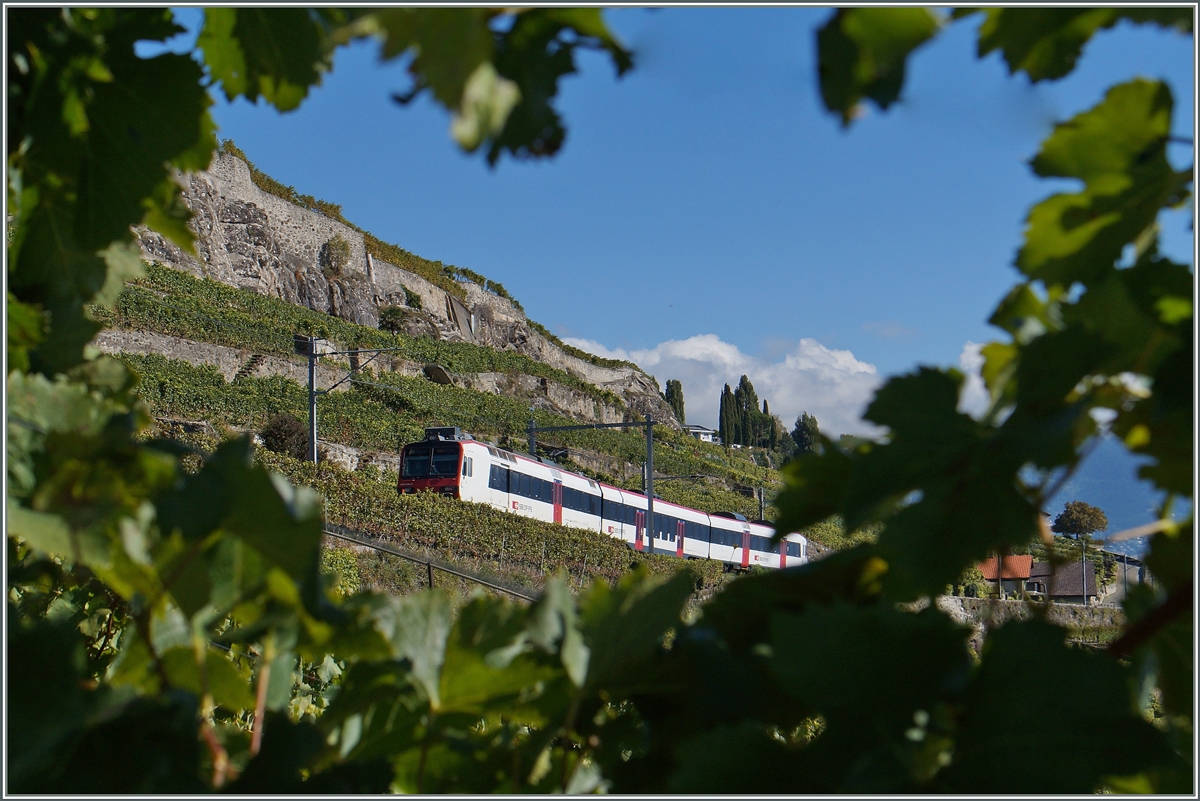 Oberhalb von St-Saphrin, inmitten der Reben f�hrt ein SBB Domino als S 31 �ber die  Train des Vignes  Strecke Richtung Vevey.
4. Okt. 2015