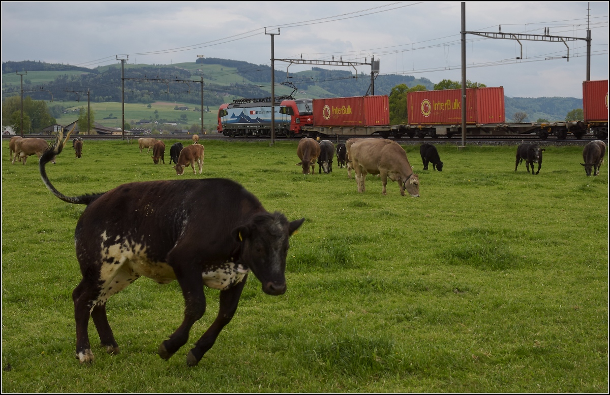 Photobombing (5).

Eigentlich wollte ich nur die Vorbeifahrt von 193 478 'Gotthardo' mit Güterzug vor friedlich wiehernden... pardon friedlich grasenden Kühen fotografieren, aber...

Reusshöfe, April 2022