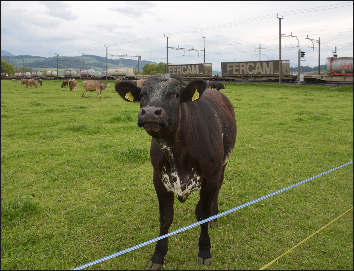 Photobombing (9).

Eigentlich wollte ich nur die Vorbeifahrt von 193 478 'Gotthardo' mit Güterzug vor friedlich wiehernden... pardon friedlich grasenden Kühen fotografieren, aber...

Reusshöfe, April 2022