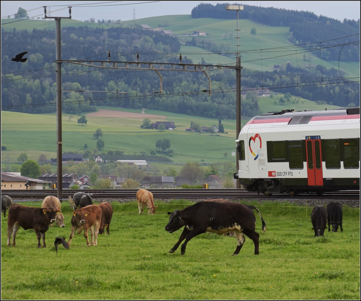 RABe-njagd (1)

Das geht ja gar nicht, dass sich der RABe da auf der Kuhweide niederlässt. Als ordentlicher Jungbulle muss man da für Ordnung sorgen, während im Hintergrund RABe 521 021 ordnungsgemäss auf den Schienen bleibt. 

Reusshöfe, April 2022.