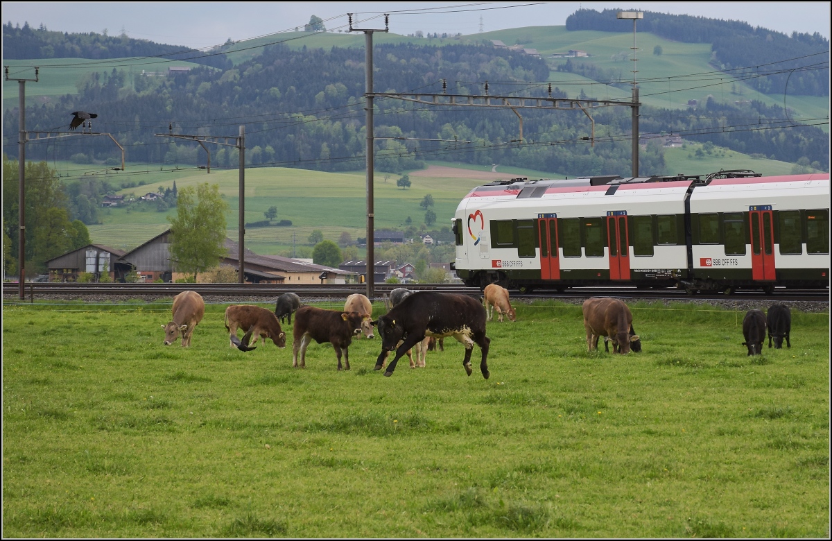 RABe-njagd (2)

Das geht ja gar nicht, dass sich der RABe da auf der Kuhweide niederlässt. Als ordentlicher Jungbulle muss man da für Ordnung sorgen, während im Hintergrund RABe 521 021 ordnungsgemäss auf den Schienen bleibt. 

Reusshöfe, April 2022.