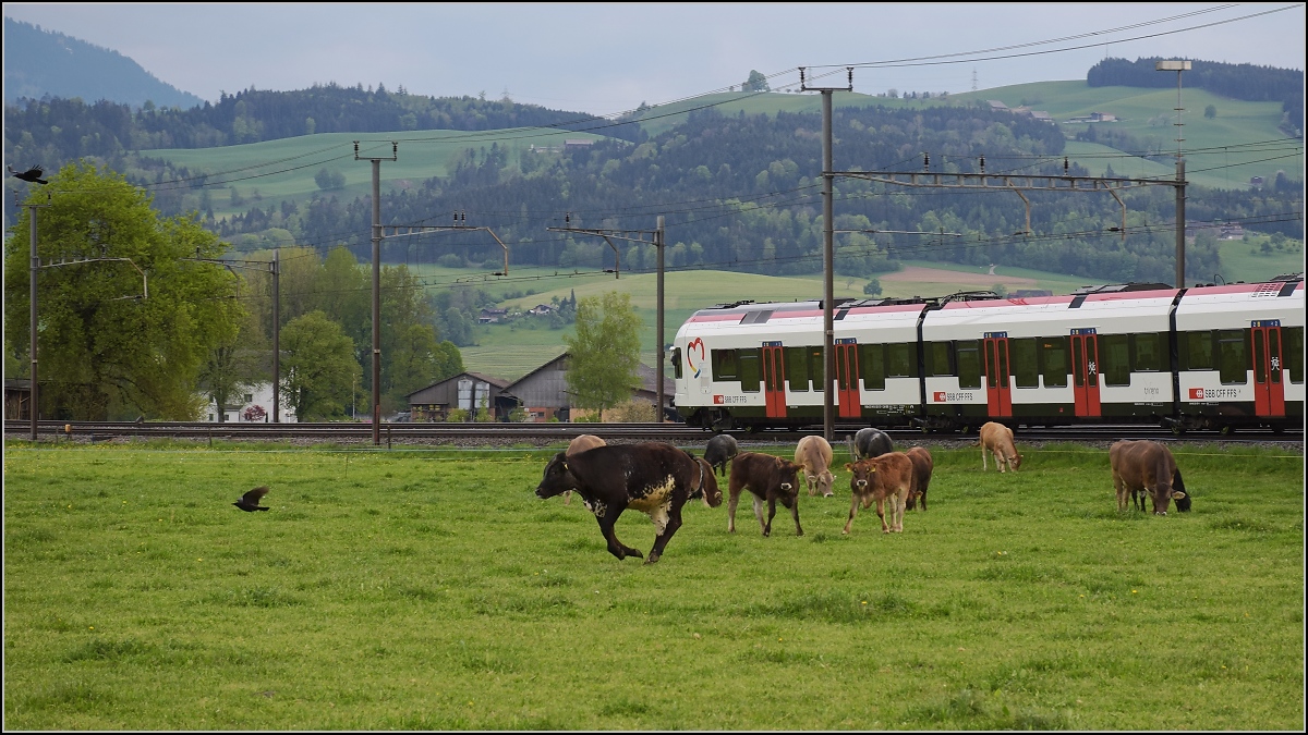 RABe-njagd (3)

Das geht ja gar nicht, dass sich der RABe da auf der Kuhweide niederlässt. Als ordentlicher Jungbulle muss man da für Ordnung sorgen, während im Hintergrund RABe 521 021 ordnungsgemäss auf den Schienen bleibt. 

Reusshöfe, April 2022.