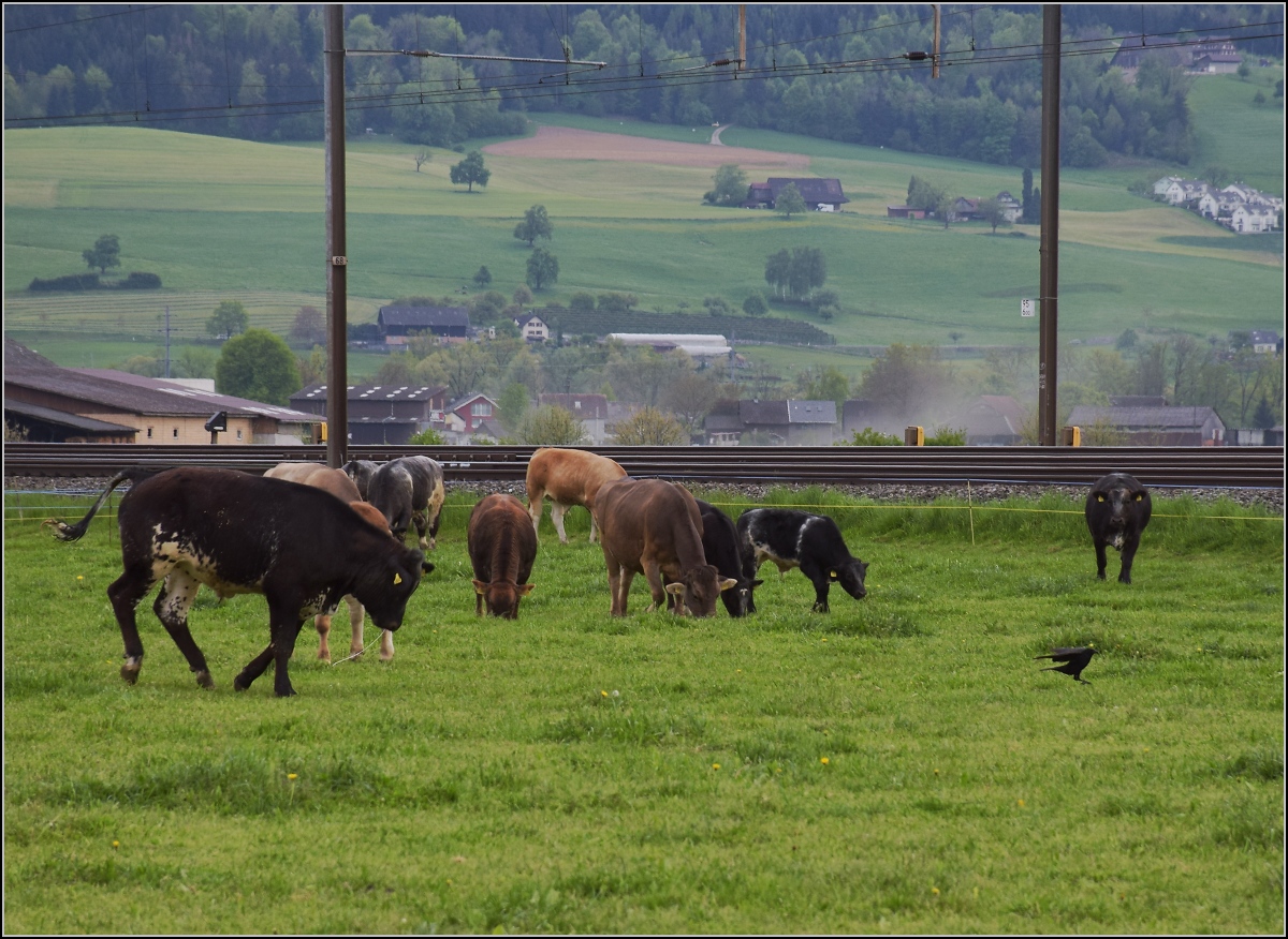 RABe-njagd (4)

Das geht ja gar nicht, dass sich der RABe da auf der Kuhweide niederlässt, und der ist immer noch da, schnaub und geifer nochmal. 

Reusshöfe, April 2022.