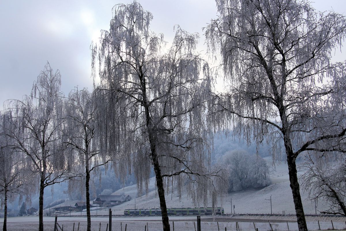 Rauhreiftage. Zwei BLS NINA in unterschiedlichem Anstrich bei Kehrsatz Nord. 2.Januar 2017. 