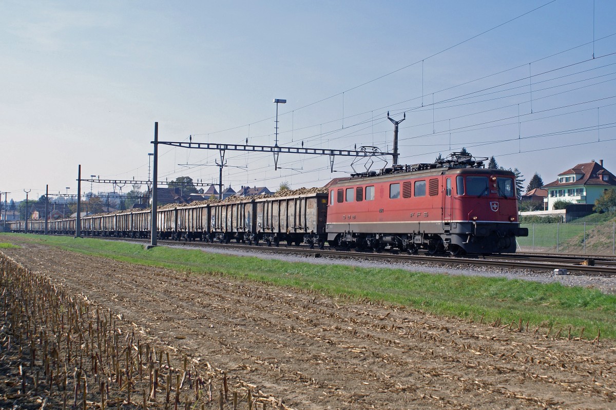SBB: Am 30. September 2009 prägten in Aarberg während der Zuckerrübenkampagne noch die Ae 6/6 Lokomotiven das Bild des Güterverkehrs. Die rote Ae 6/6 11472 traf in Aarberg von Payerne herkommend mit einem langen Zuckerrübenzug in Aarberg ein.
Foto: Walter Ruetsch