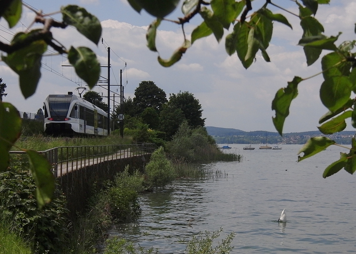 Unbeeindruckt von dem am Bodensee entlangfahrenden GTW, unterwegs als S8 23856 von Rorschach nach Schaffhausen, sucht der Schwan kopf�ber am Seegrund nach etwas Fressbarem (N�he Mannenbach, 28.05.2012).