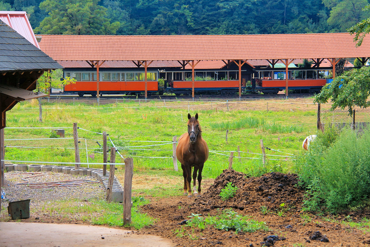 Wagen 35 der Wengernalpbahn ist heute orange/weiss gestrichen. Hier wartet er auf einen Einsatz, zusammen mit zwei offenen Wagen. Abreschviller, 22.Juli 2018. 