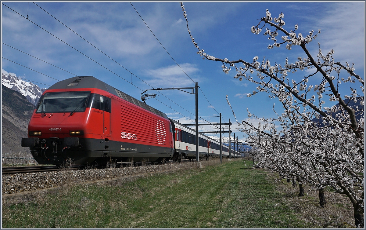 Zwischen Schnee bedeckten  Bergen und blühenden Aprikonsenplantagen fährt die SBB Re 460 037-5 mit ihrem bei Saxon durchs Wallis Richtung Genève-Aéroport.
4. April 2018