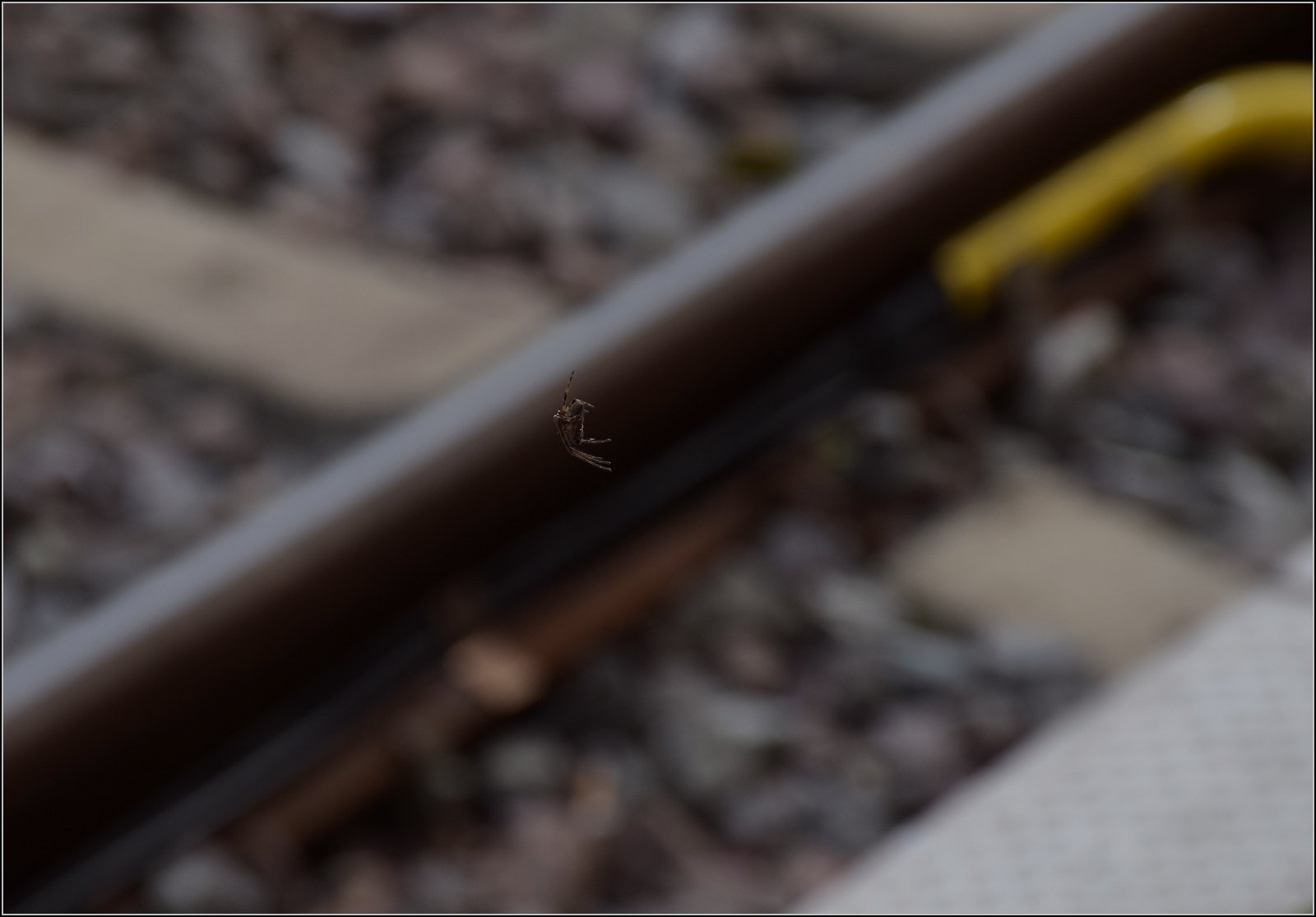 Dieser Tage streiken mal nicht Fahrzeuge, Weichen oder Signale im großen Kanton, sondern die Mitarbeiter.

Die Spinne streikt jedenfalls nicht, sondern reagiert sofort und versucht ein Netz vom Bahnsteigdach zur Bahnsteigkante zu spinnen. Könnte klappen bis Streikende... Konstanz, März 2023.