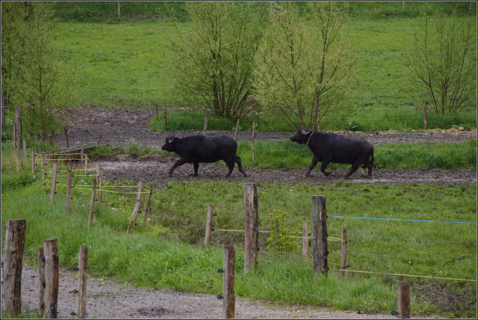 Vapeur Val-de-Travers: Train  Au fil de l'Areuse .

Die Action mit E 3/3 8511 bringt nun die Wasserbüffel-Eisenbahnfans so richtig ins Rennen. Vor lauter Aufregung kann man schon mal fast den Elektrozaun übersehen... der allerdings mit einer messerscharfen Kurve in vollem Galopp gerade noch heil bleiben wird. Mai 2023.