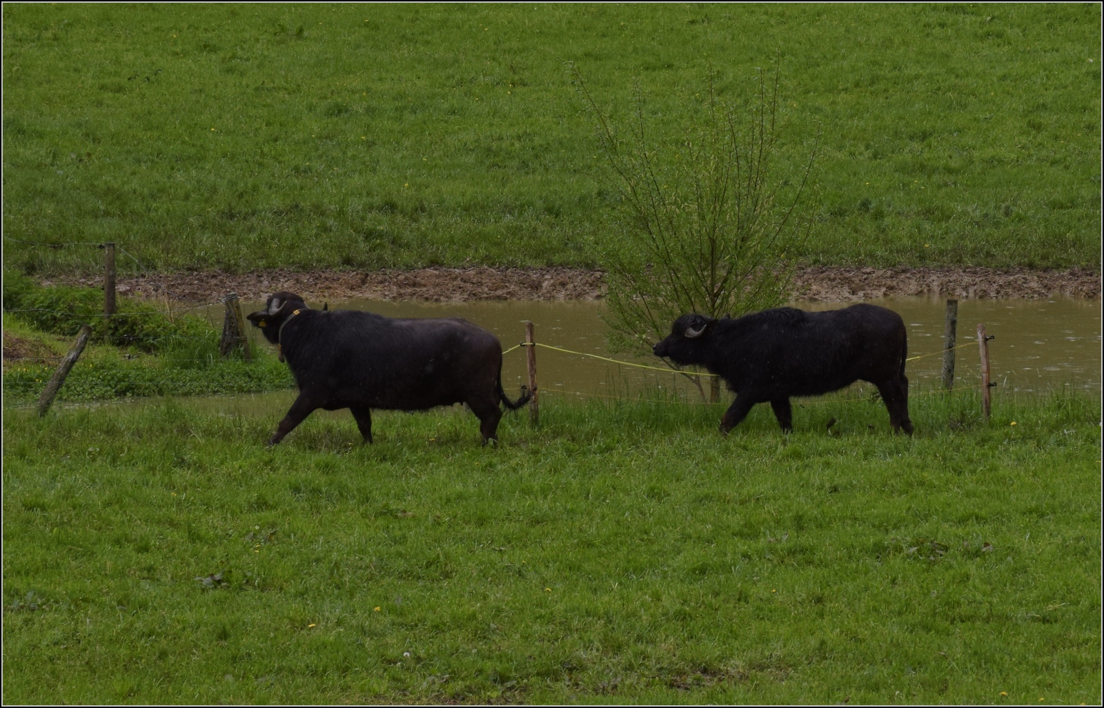 Vapeur Val-de-Travers: Train  Au fil de l'Areuse .

E 3/3 8511 weckt auch bei den Wasserbüffeln in La Presta Interesse. Da kommt Bewegung in die Herde, angeführt von den beiden Eisenbahnfans. Mai 2023.