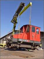 Spitzmaus auf Reisen.