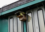 SBB/Vogelschutzverein Arch: Der seit Jahren in Arch stationierte ehemalige Mitteleinstiegwagen des Vogelschutzvereins Arch hat seinen Stammplatz verlassen und wartet nun auf einem Abstellgeleise des Bahnhofs Arch sein weiteres Schicksal ab. Auf der Aufnahme vom 12. Mai 2016 ist noch das erhaltene Vogelh�uschen ersichtlich.
Foto: Walter Ruetsch

