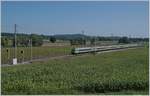 Der BLS RE 3922 von Bern nach La-Chaux-de-Fonds kurz vor Gampelen.