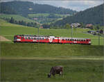 150 Jahre Emmentalbahn. 

Der Emmentaler RBDe 566 222 ist wieder daheim und strahlt im RM-Rot. Hier f�hrt er die Rampe von Gro�h�chstetten nach Konolfingen runter. Konolfingen Dorf, Mai 2025.