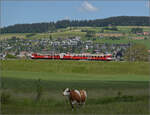 150 Jahre Emmentalbahn. 

Frosch und Wildsau der CJ sind auf diesem Zug l�ngst wieder verschwunden, der Emmentaler RBDe 566 222 ist wieder daheim und strahlt im RM-Rot. Hier kommt er die Rampe von Gro�h�chstetten (im Hintergrund) nach Konolfingen runtergefahren, w�hrend im Vordergrund die Herdenchefin die gesamte Umgebung �usserst aufmerksam im Blick beh�lt. Konolfingen Dorf, Mai 2025.