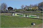 Die beiden TPC / ASD BDe 4/4 401 und 402 sind als Regionalzug 440 von Aigle nach Les Diablerets unterwegs und fahren in weiten Kurven durch die Rebberge oberhalb von Aigle.