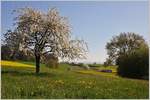 Frühling bei der BAM MBC: Zwischen blühenden Bäumen, Rapsfeldern und grünen Wiesen strebt der Regionalzug 421 seinem nahen Ziel Apples zu.